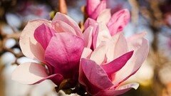 macro leaves Flowers Plants pink pink flowers petals