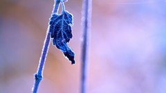 Macro leaves frost