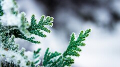 macro leaves frost depth of field nature Plants outdoors winter