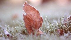 Macro leaves frost ground fallen leaves