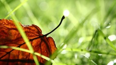 Macro leaves grass bokeh fallen leaves