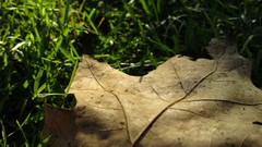 Macro leaves grass fallen leaves