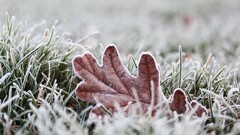 macro leaves grass Plants ice cold winter fallen leaves