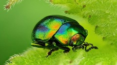 Macro leaves insects