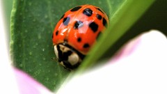 Macro leaves insects ladybirds