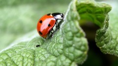 Macro leaves insects minimalistic ladybirds