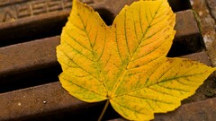 macro leaves metal fall Plants fallen leaves