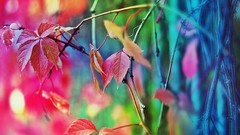 Macro leaves multicolor