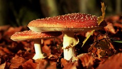 Macro leaves mushrooms forests fallen leaves