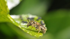 Macro leaves nature Animals Plants bees insects wildlife