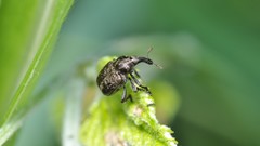Macro leaves nature Animals Plants insects Beetles