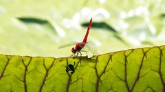 Macro leaves nature Animals Plants insects Frogs Dragonflies 