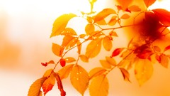 Macro leaves nature autumn close-up