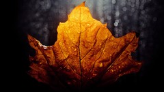 Macro leaves nature autumn close-up