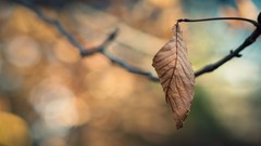 Macro leaves nature autumn close-up depth of field