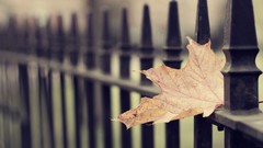 Macro leaves nature autumn close-up fences scenic fallen leaves