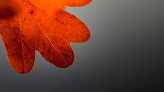 Macro leaves nature autumn gray background close-up