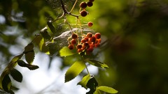 Macro leaves nature Berries sunlight depth of field
