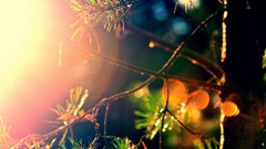 Macro leaves nature branches bokeh sunlight depth of field