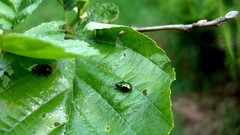 Macro leaves nature branches insects Beetles HDR Photography 
