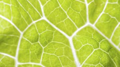 Macro leaves nature bright abstract multicolor