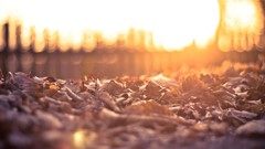 Macro leaves nature bright fallen leaves