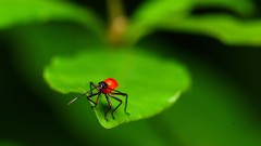 Macro leaves nature Bug