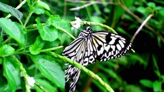 Macro leaves nature Butterflies Plants insects HDR Photography 