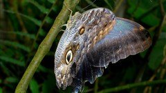 Macro leaves nature Butterflies Plants insects HDR Photography 