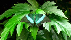 Macro leaves nature Butterflies Plants insects HDR Photography 