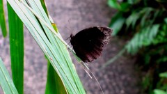 Macro leaves nature Butterflies Plants insects HDR Photography 