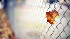Macro leaves nature Chain Link Fence fallen leaves