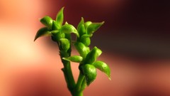 Macro leaves nature close-up