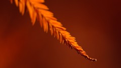Macro leaves nature close-up