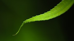 Macro leaves nature close-up