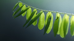 Macro leaves nature close-up