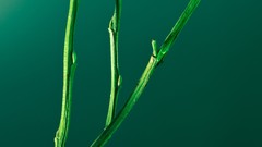Macro leaves nature close-up