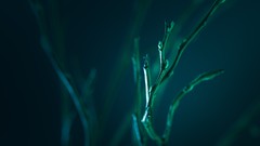 Macro leaves nature close-up