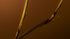 Macro leaves nature close-up