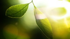 Macro leaves nature close-up