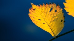 Macro leaves nature close-up