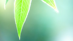 Macro leaves nature close-up