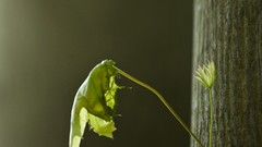 Macro leaves nature close-up bark
