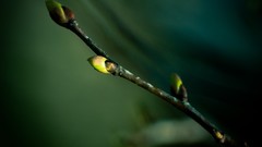 Macro leaves nature close-up depth of field