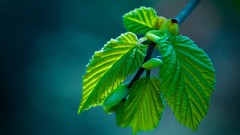 Macro leaves nature close-up depth of field