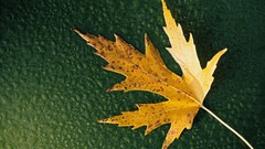 Macro leaves nature close-up maple-leaf