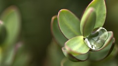 Macro leaves nature close-up water drops