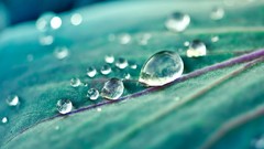 Macro leaves nature close-up water drops