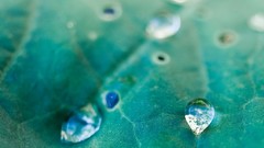 Macro leaves nature close-up water drops
