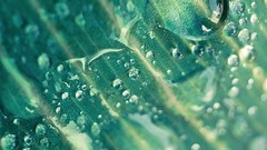 Macro leaves nature close-up water drops